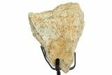 Dinosaur (Triceratops) Frill Shield Section w/ Stand - South Dakota #350633-1